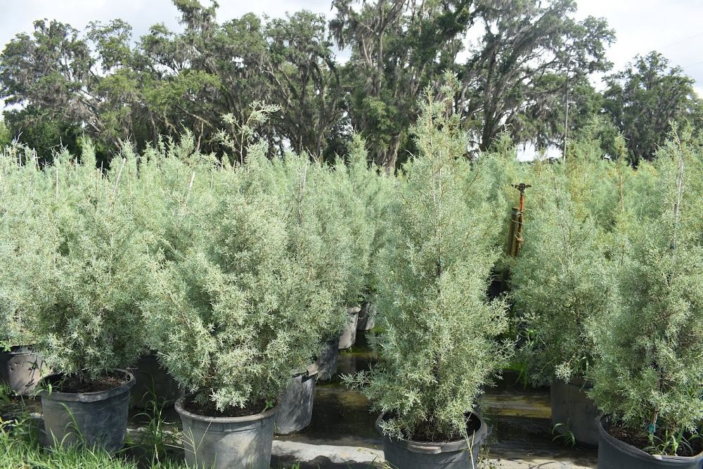 cupressus-arizonica-glabra-carolina-sapphire-arizona-blue-cypress-smooth-bark-arizona-cypress-callitropsis-glabra