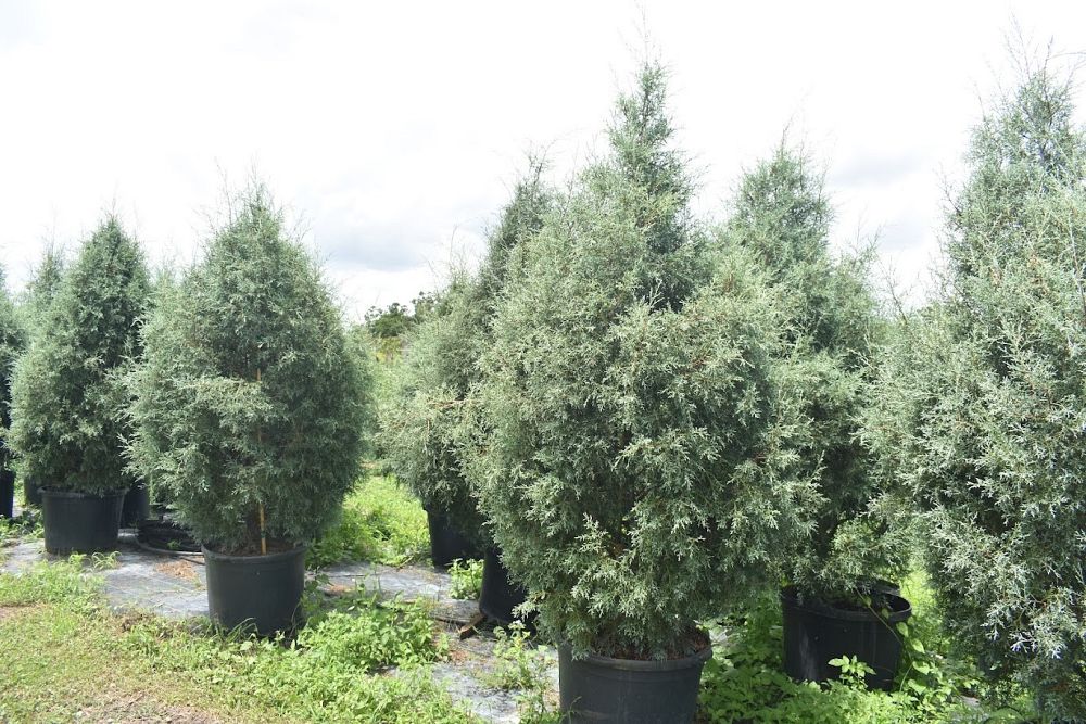 cupressus-arizonica-glabra-carolina-sapphire-arizona-blue-cypress-smooth-bark-arizona-cypress-callitropsis-glabra