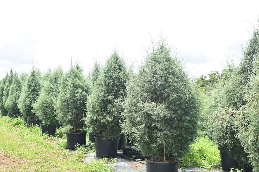 cupressus-arizonica-glabra-carolina-sapphire-arizona-blue-cypress-smooth-bark-arizona-cypress-callitropsis-glabra