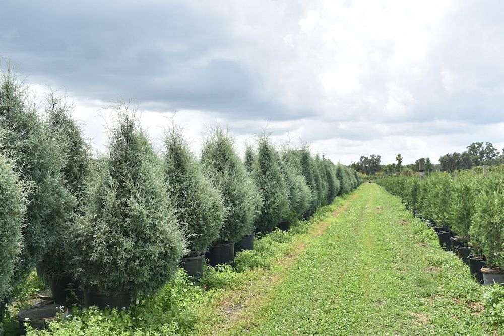 cupressus-arizonica-glabra-carolina-sapphire-arizona-blue-cypress-smooth-bark-arizona-cypress-callitropsis-glabra