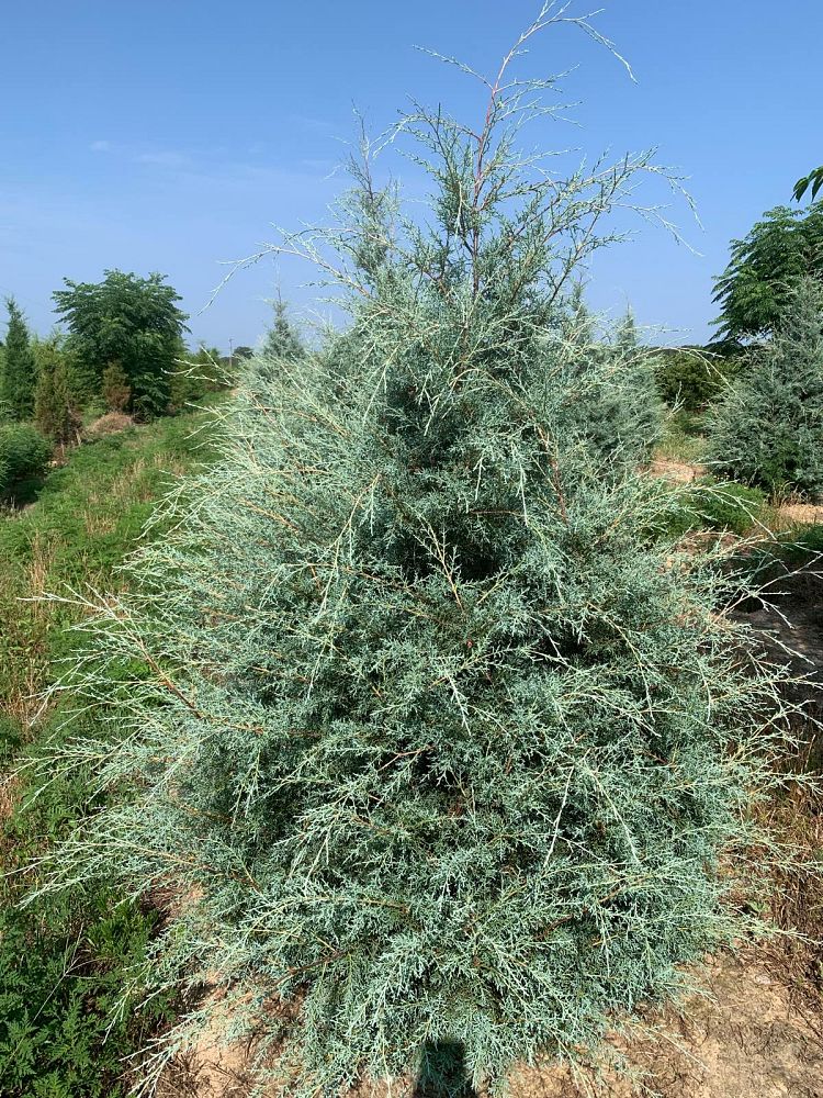 cupressus-arizonica-glabra-carolina-sapphire-arizona-blue-cypress-smooth-bark-arizona-cypress-callitropsis-glabra