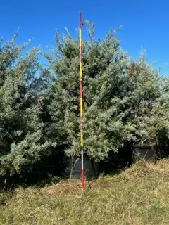 cupressus-arizonica-glabra-carolina-sapphire-arizona-blue-cypress-smooth-bark-arizona-cypress-callitropsis-glabra