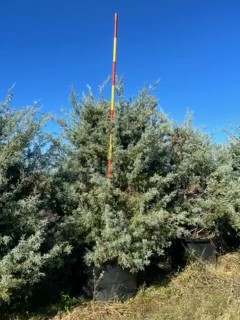 cupressus-arizonica-glabra-carolina-sapphire-arizona-blue-cypress-smooth-bark-arizona-cypress-callitropsis-glabra