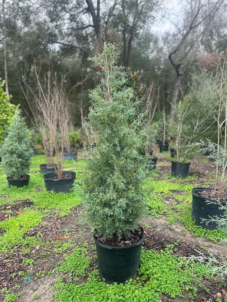 cupressus-arizonica-glabra-carolina-sapphire-arizona-blue-cypress-smooth-bark-arizona-cypress-callitropsis-glabra