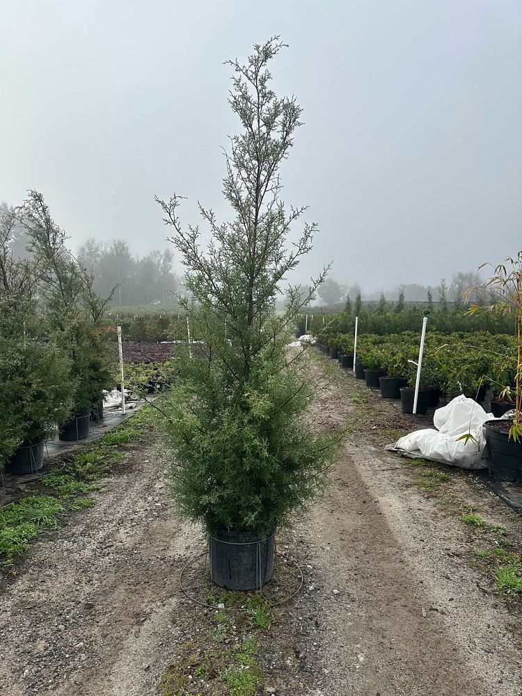 cupressus-arizonica-glabra-carolina-sapphire-arizona-blue-cypress-smooth-bark-arizona-cypress-callitropsis-glabra