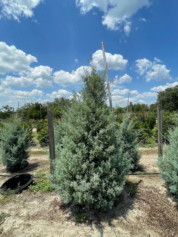 cupressus-arizonica-glabra-carolina-sapphire-arizona-blue-cypress-smooth-bark-arizona-cypress-callitropsis-glabra