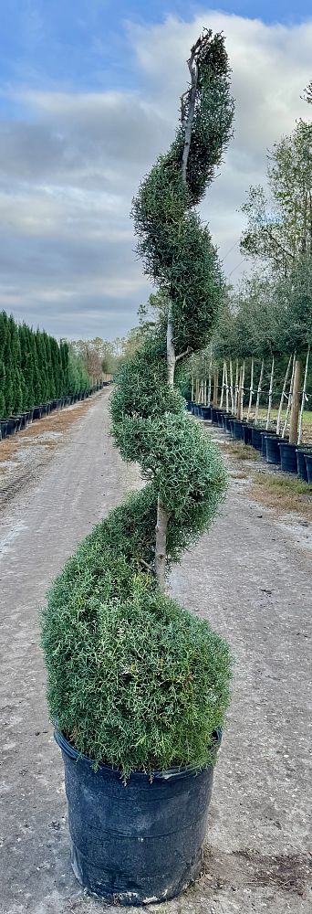 cupressus-arizonica-glabra-carolina-sapphire-arizona-blue-cypress-smooth-bark-arizona-cypress-callitropsis-glabra