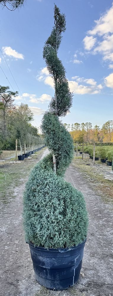 cupressus-arizonica-glabra-carolina-sapphire-arizona-blue-cypress-smooth-bark-arizona-cypress-callitropsis-glabra
