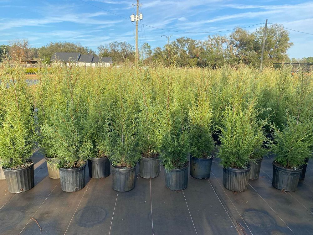 cupressus-arizonica-glabra-carolina-sapphire-arizona-blue-cypress-smooth-bark-arizona-cypress-callitropsis-glabra