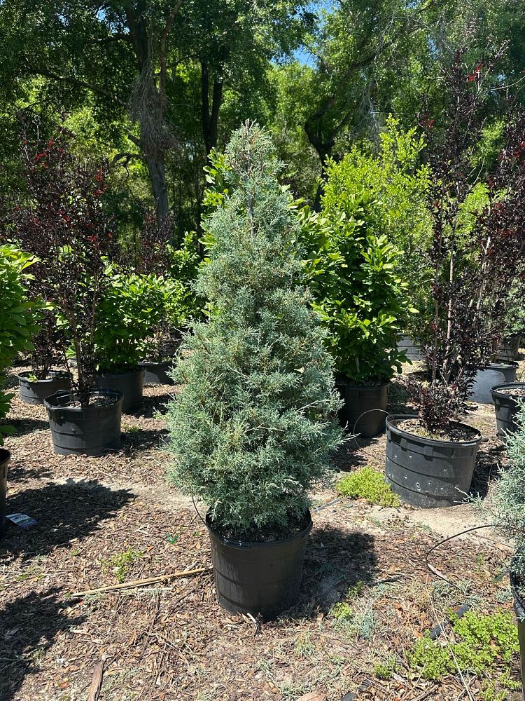 cupressus-arizonica-glabra-carolina-sapphire-arizona-blue-cypress-smooth-bark-arizona-cypress-callitropsis-glabra