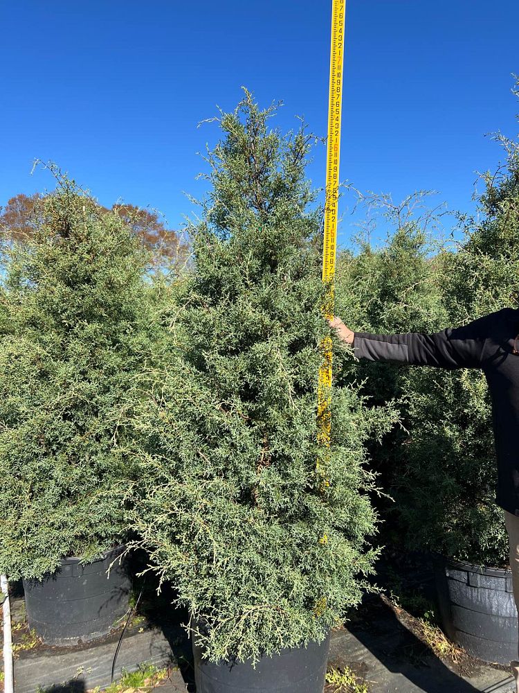 cupressus-arizonica-glabra-carolina-sapphire-arizona-blue-cypress-smooth-bark-arizona-cypress-callitropsis-glabra