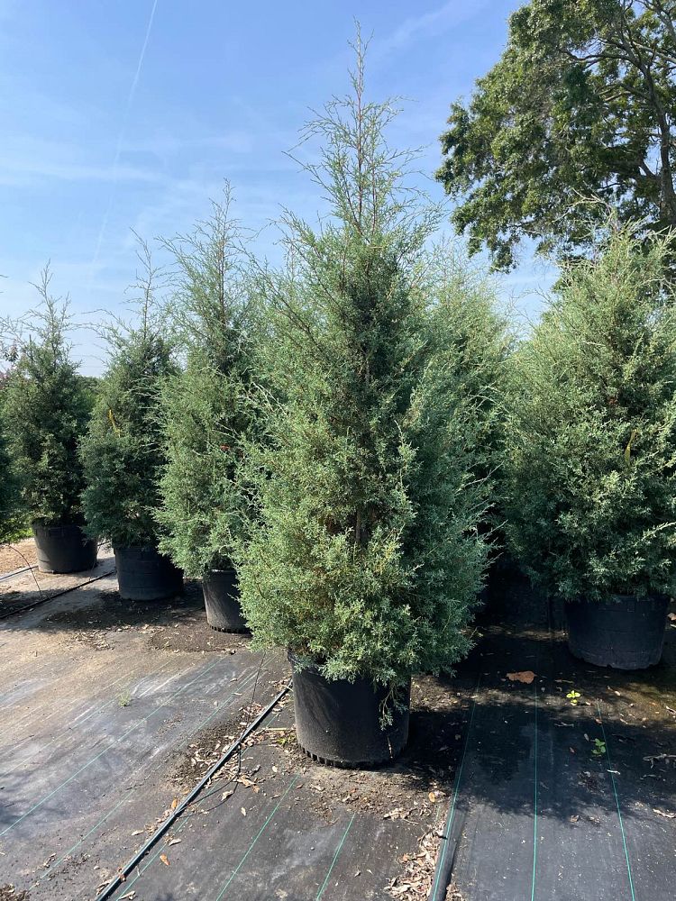 cupressus-arizonica-glabra-carolina-sapphire-arizona-blue-cypress-smooth-bark-arizona-cypress-callitropsis-glabra