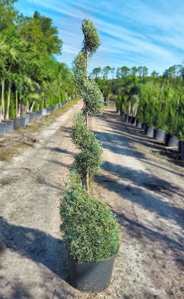 cupressus-arizonica-glabra-carolina-sapphire-arizona-blue-cypress-smooth-bark-arizona-cypress-callitropsis-glabra