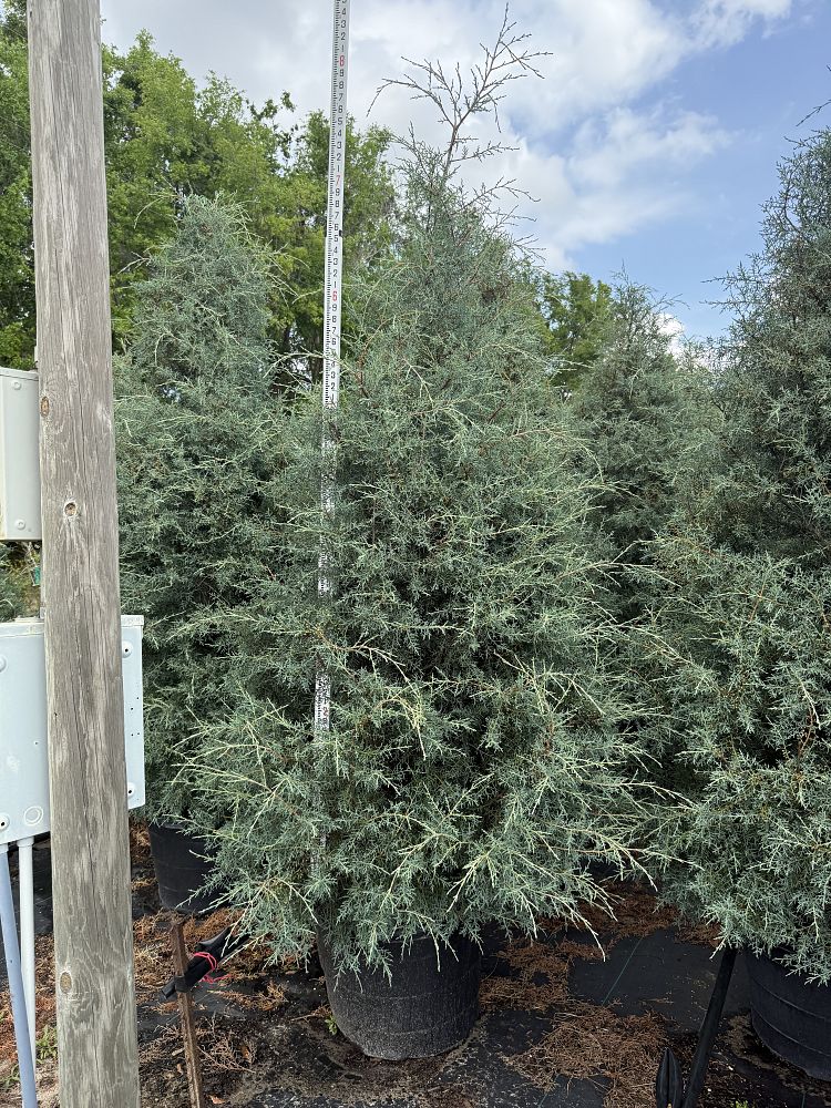 cupressus-arizonica-glabra-carolina-sapphire-arizona-blue-cypress-smooth-bark-arizona-cypress-callitropsis-glabra
