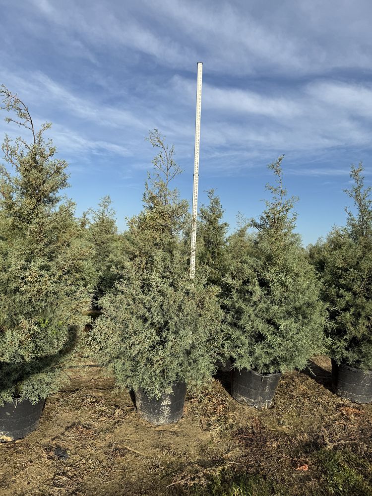 cupressus-arizonica-glabra-carolina-sapphire-arizona-blue-cypress-smooth-bark-arizona-cypress-callitropsis-glabra
