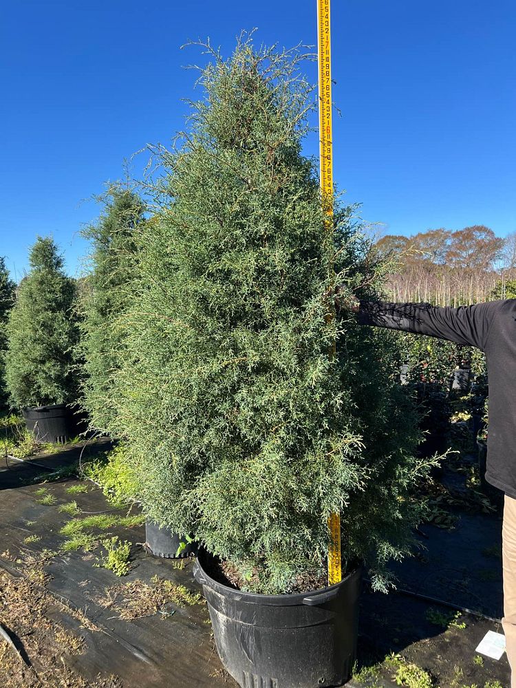 cupressus-arizonica-glabra-carolina-sapphire-arizona-blue-cypress-smooth-bark-arizona-cypress-callitropsis-glabra