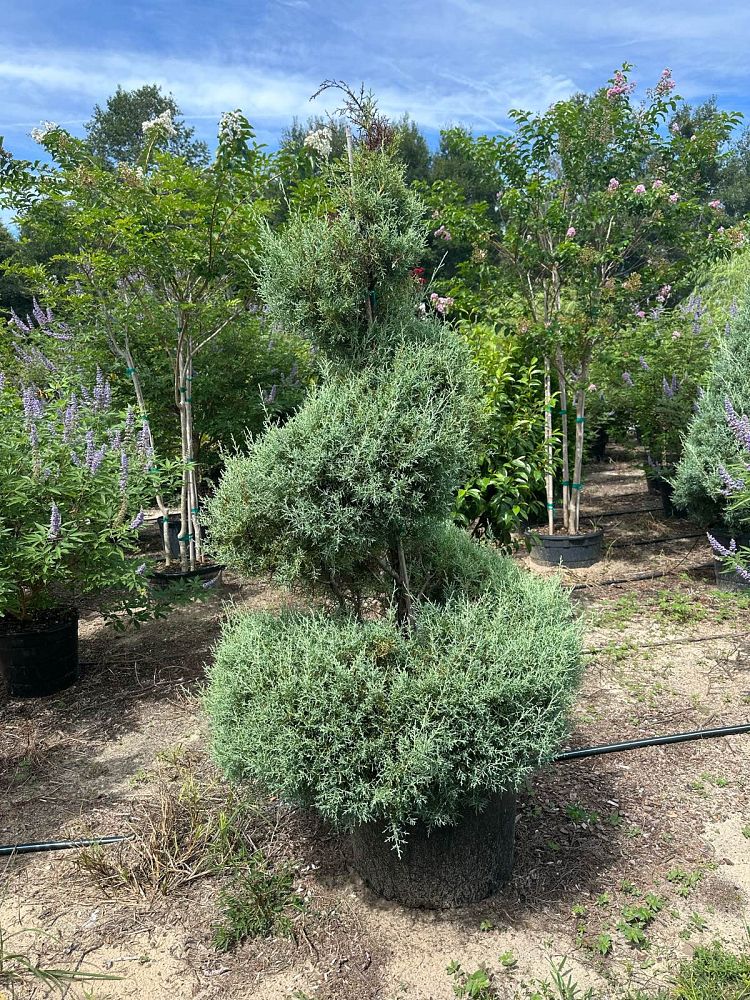 cupressus-arizonica-glabra-carolina-sapphire-arizona-blue-cypress-smooth-bark-arizona-cypress-callitropsis-glabra