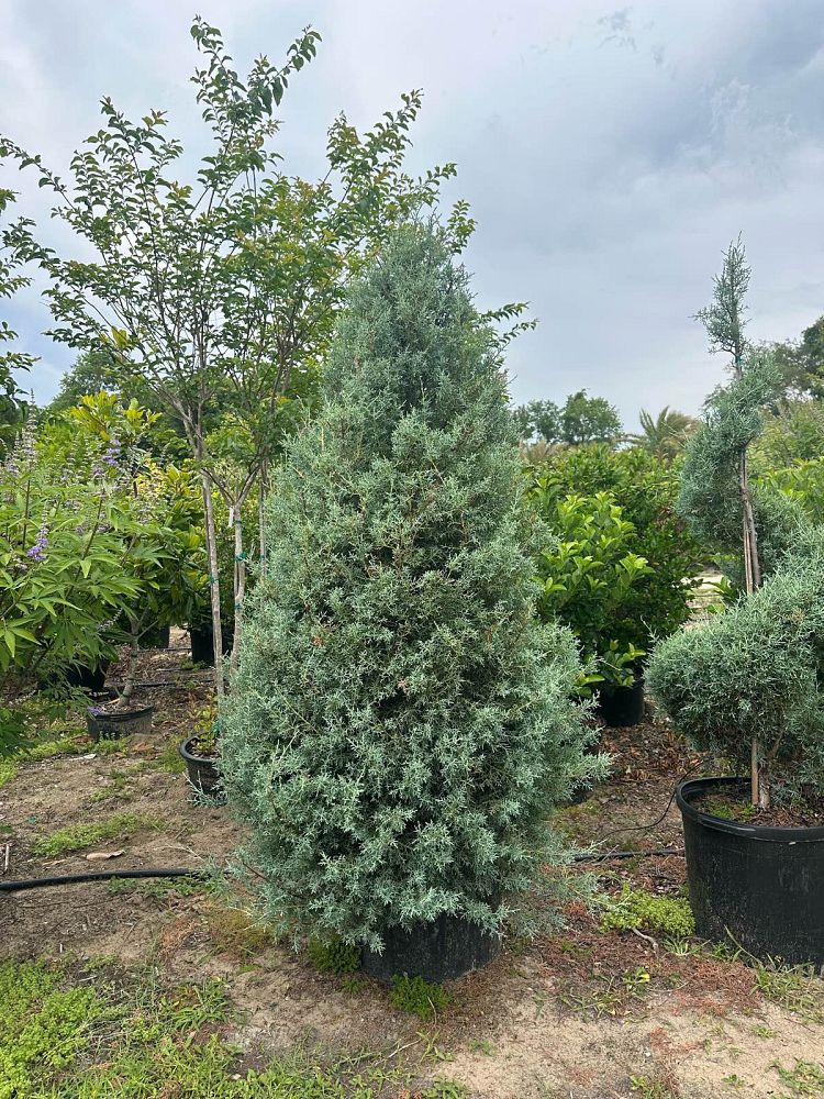 cupressus-arizonica-glabra-carolina-sapphire-arizona-blue-cypress-smooth-bark-arizona-cypress-callitropsis-glabra
