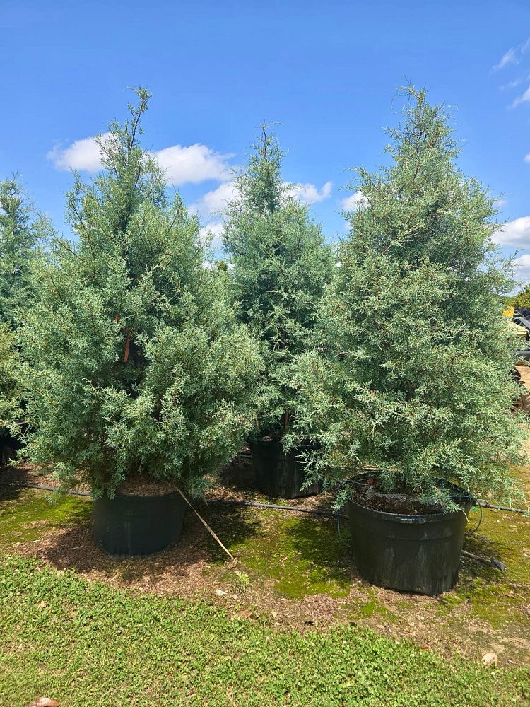 cupressus-arizonica-glabra-carolina-sapphire-arizona-blue-cypress-smooth-bark-arizona-cypress-callitropsis-glabra