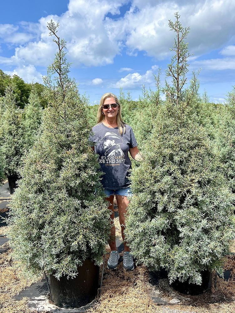 cupressus-arizonica-glabra-carolina-sapphire-arizona-blue-cypress-smooth-bark-arizona-cypress-callitropsis-glabra