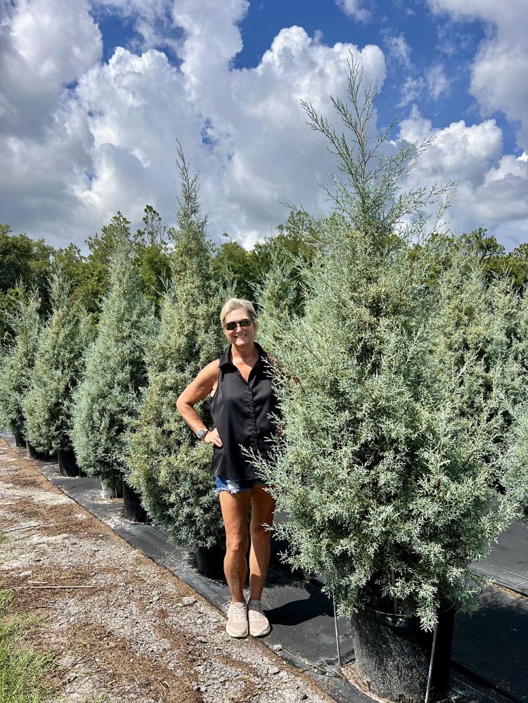 cupressus-arizonica-glabra-carolina-sapphire-arizona-blue-cypress-smooth-bark-arizona-cypress-callitropsis-glabra