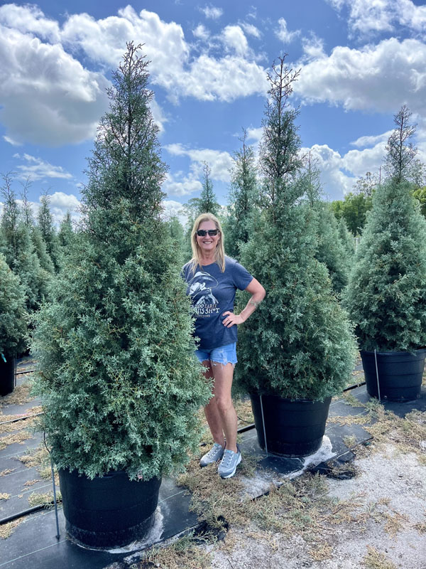cupressus-arizonica-glabra-carolina-sapphire-arizona-blue-cypress-smooth-bark-arizona-cypress-callitropsis-glabra