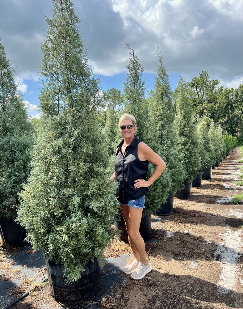 cupressus-arizonica-glabra-carolina-sapphire-arizona-blue-cypress-smooth-bark-arizona-cypress-callitropsis-glabra