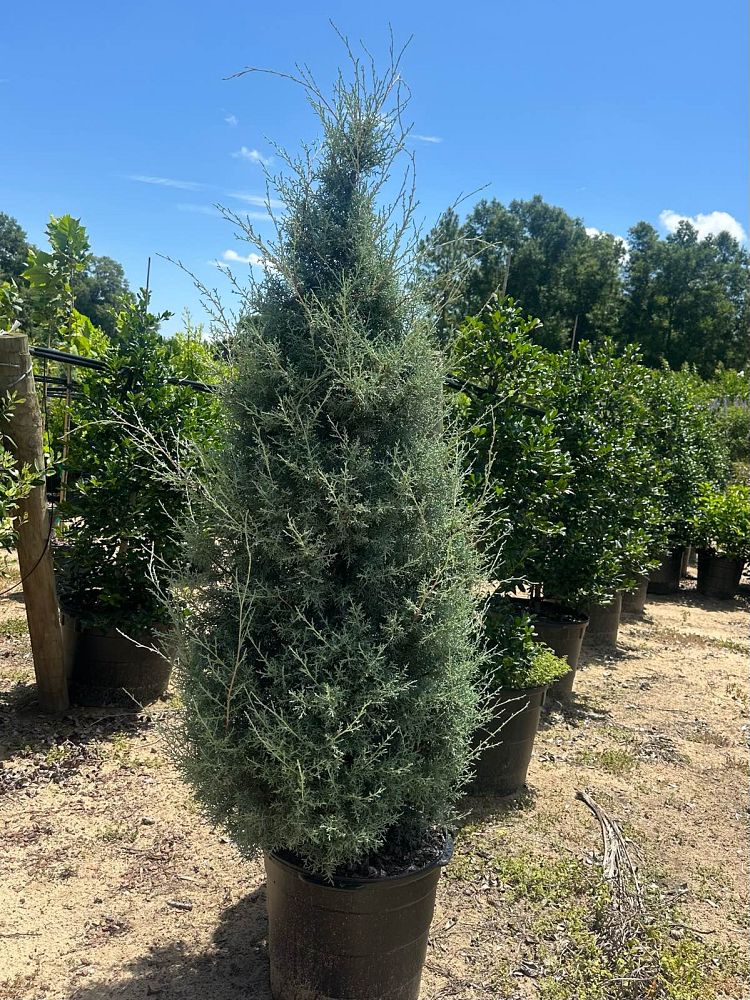 cupressus-arizonica-glabra-carolina-sapphire-arizona-blue-cypress-smooth-bark-arizona-cypress-callitropsis-glabra
