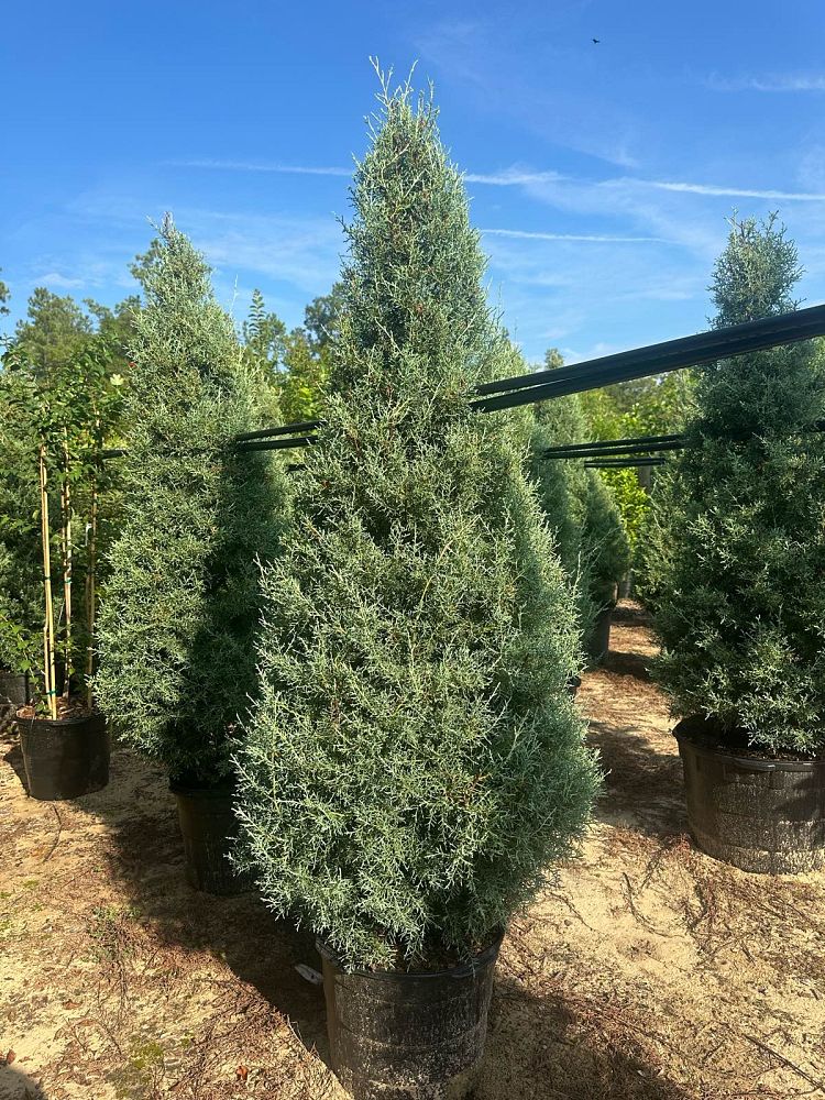 cupressus-arizonica-glabra-carolina-sapphire-arizona-blue-cypress-smooth-bark-arizona-cypress-callitropsis-glabra