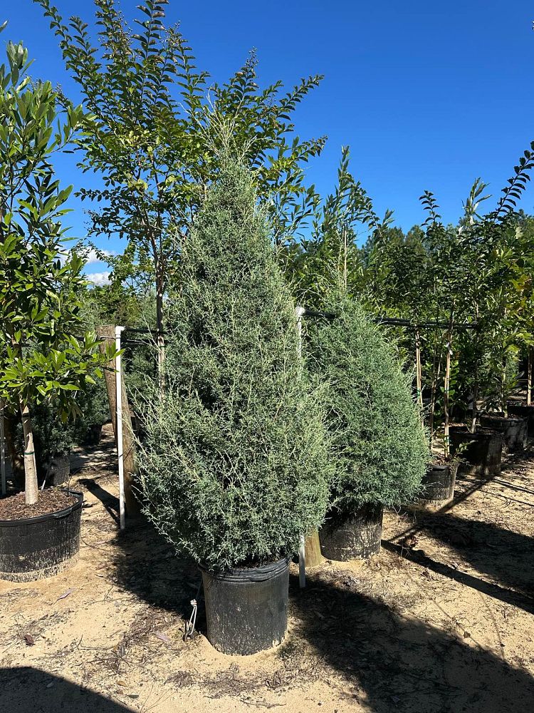 cupressus-arizonica-glabra-carolina-sapphire-arizona-blue-cypress-smooth-bark-arizona-cypress-callitropsis-glabra