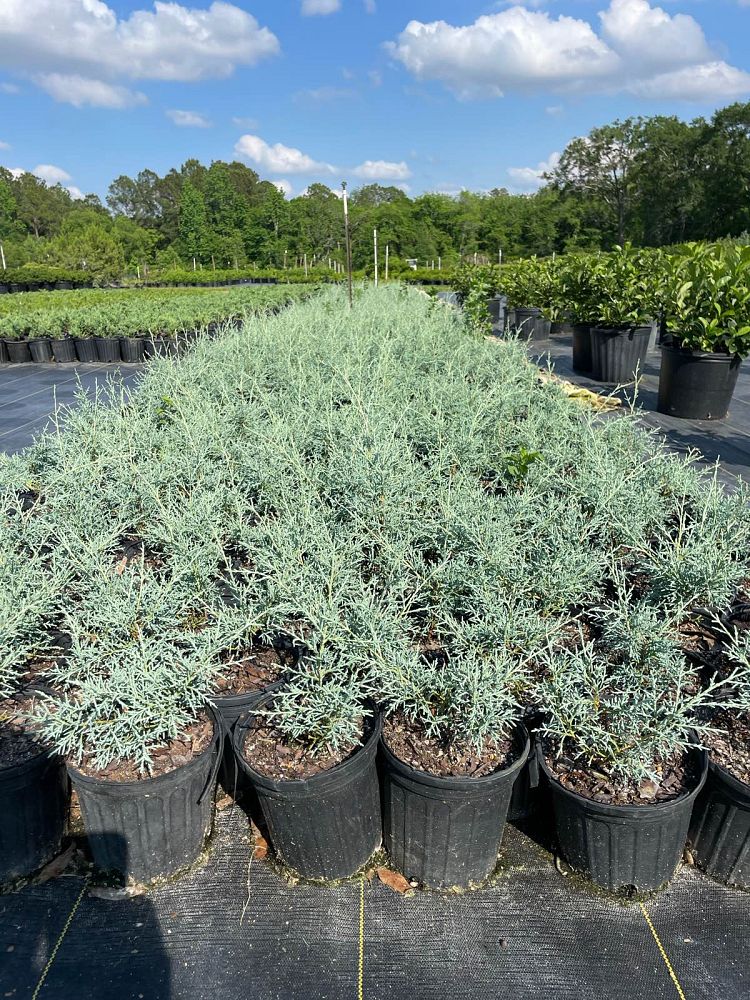 cupressus-arizonica-glabra-carolina-sapphire-arizona-blue-cypress-smooth-bark-arizona-cypress-callitropsis-glabra