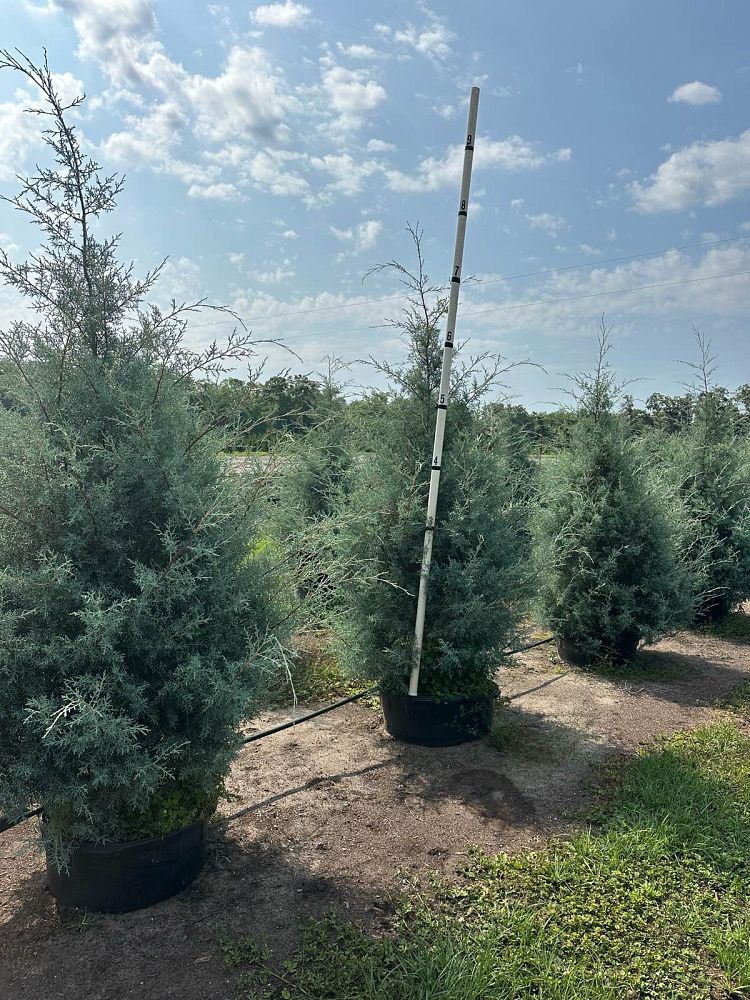 cupressus-arizonica-glabra-carolina-sapphire-arizona-blue-cypress-smooth-bark-arizona-cypress-callitropsis-glabra
