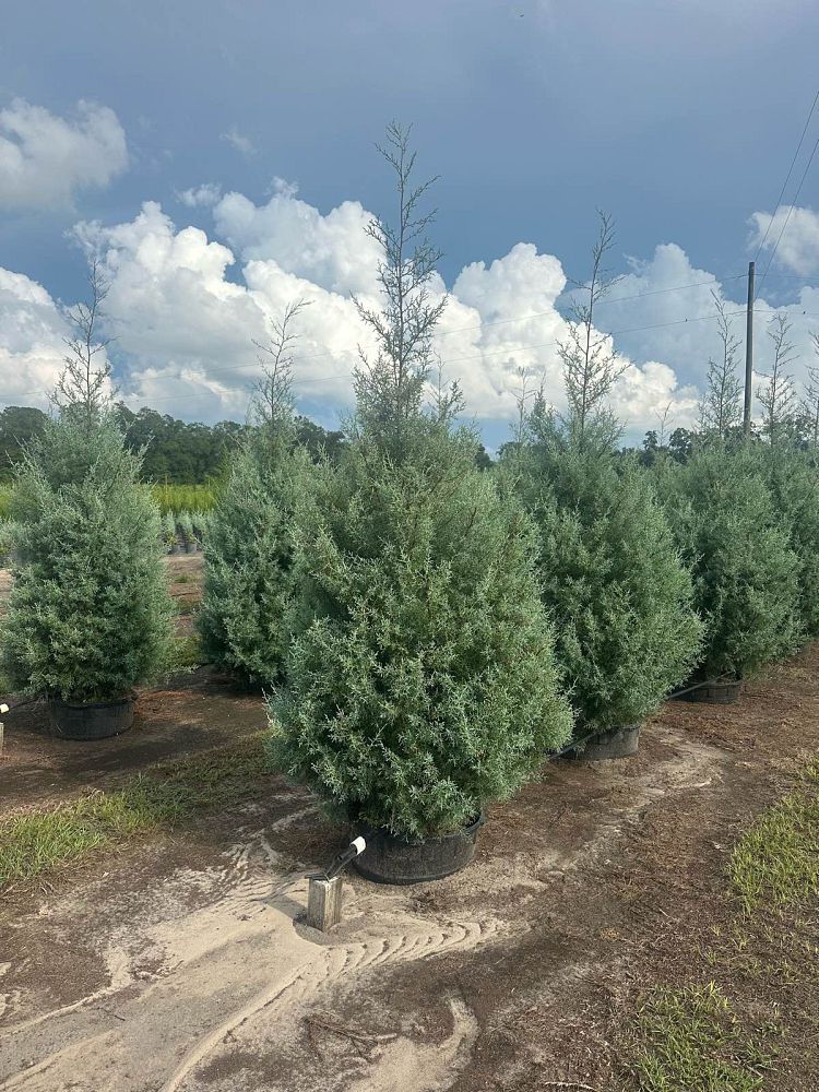 cupressus-arizonica-glabra-carolina-sapphire-arizona-blue-cypress-smooth-bark-arizona-cypress-callitropsis-glabra