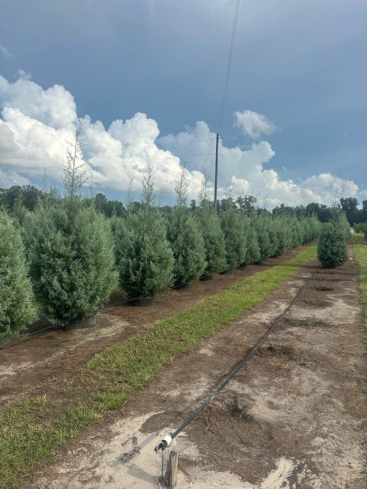 cupressus-arizonica-glabra-carolina-sapphire-arizona-blue-cypress-smooth-bark-arizona-cypress-callitropsis-glabra