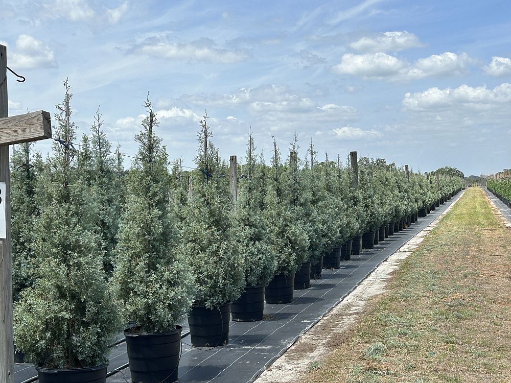 cupressus-arizonica-glabra-carolina-sapphire-arizona-blue-cypress-smooth-bark-arizona-cypress-callitropsis-glabra