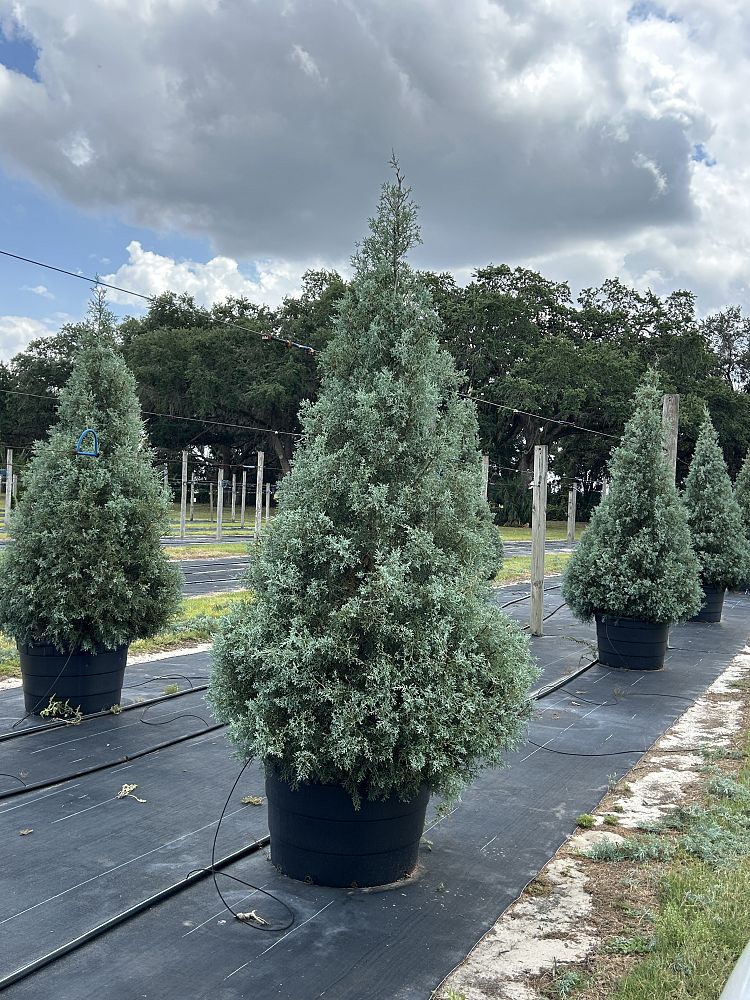 cupressus-arizonica-glabra-carolina-sapphire-arizona-blue-cypress-smooth-bark-arizona-cypress-callitropsis-glabra