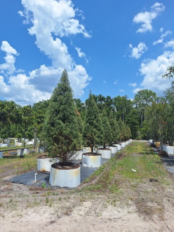 cupressus-arizonica-glabra-carolina-sapphire-arizona-blue-cypress-smooth-bark-arizona-cypress-callitropsis-glabra