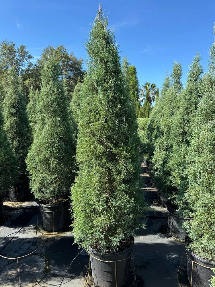 cupressus-arizonica-glabra-carolina-sapphire-arizona-blue-cypress-smooth-bark-arizona-cypress-callitropsis-glabra