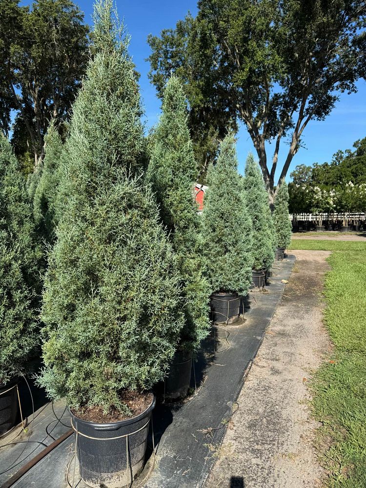 cupressus-arizonica-glabra-carolina-sapphire-arizona-blue-cypress-smooth-bark-arizona-cypress-callitropsis-glabra