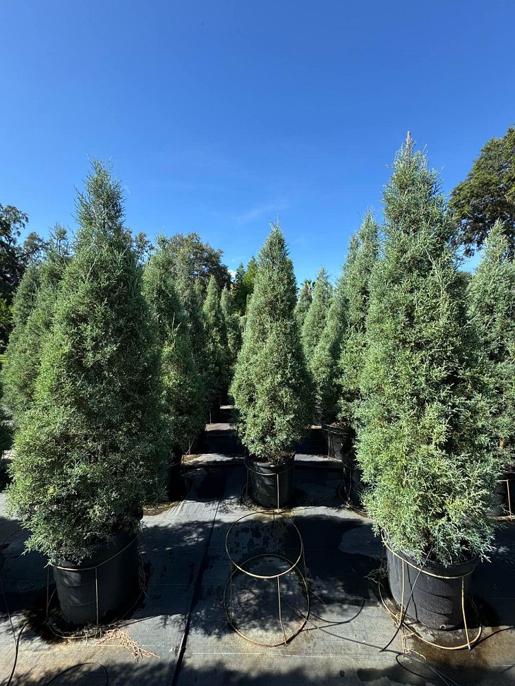 cupressus-arizonica-glabra-carolina-sapphire-arizona-blue-cypress-smooth-bark-arizona-cypress-callitropsis-glabra