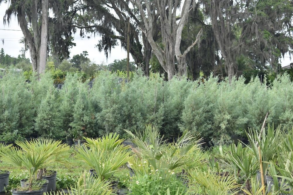 cupressus-arizonica-glabra-carolina-sapphire-arizona-blue-cypress-smooth-bark-arizona-cypress-callitropsis-glabra