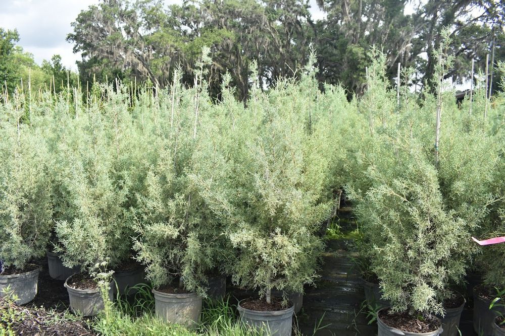 cupressus-arizonica-glabra-carolina-sapphire-arizona-blue-cypress-smooth-bark-arizona-cypress-callitropsis-glabra