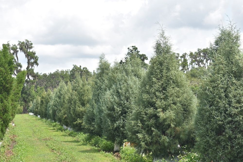 cupressus-arizonica-glabra-carolina-sapphire-arizona-blue-cypress-smooth-bark-arizona-cypress-callitropsis-glabra