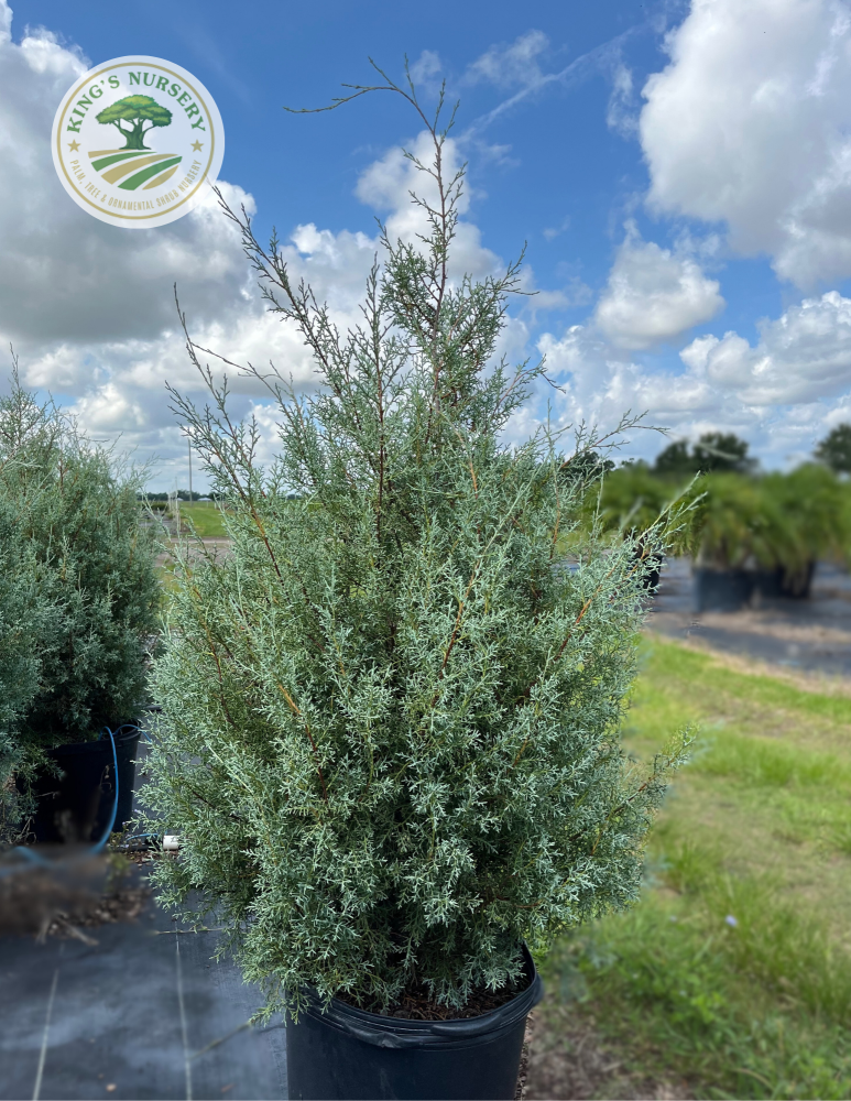 cupressus-arizonica-glabra-carolina-sapphire-arizona-blue-cypress-smooth-bark-arizona-cypress-callitropsis-glabra