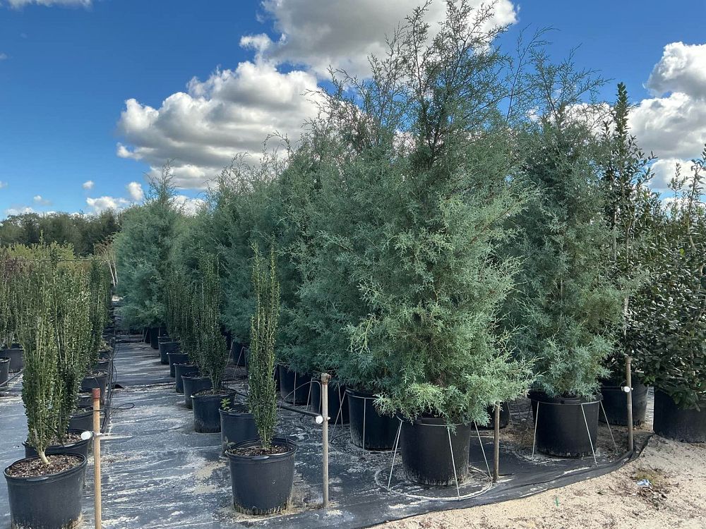 cupressus-arizonica-glabra-carolina-sapphire-arizona-blue-cypress-smooth-bark-arizona-cypress-callitropsis-glabra