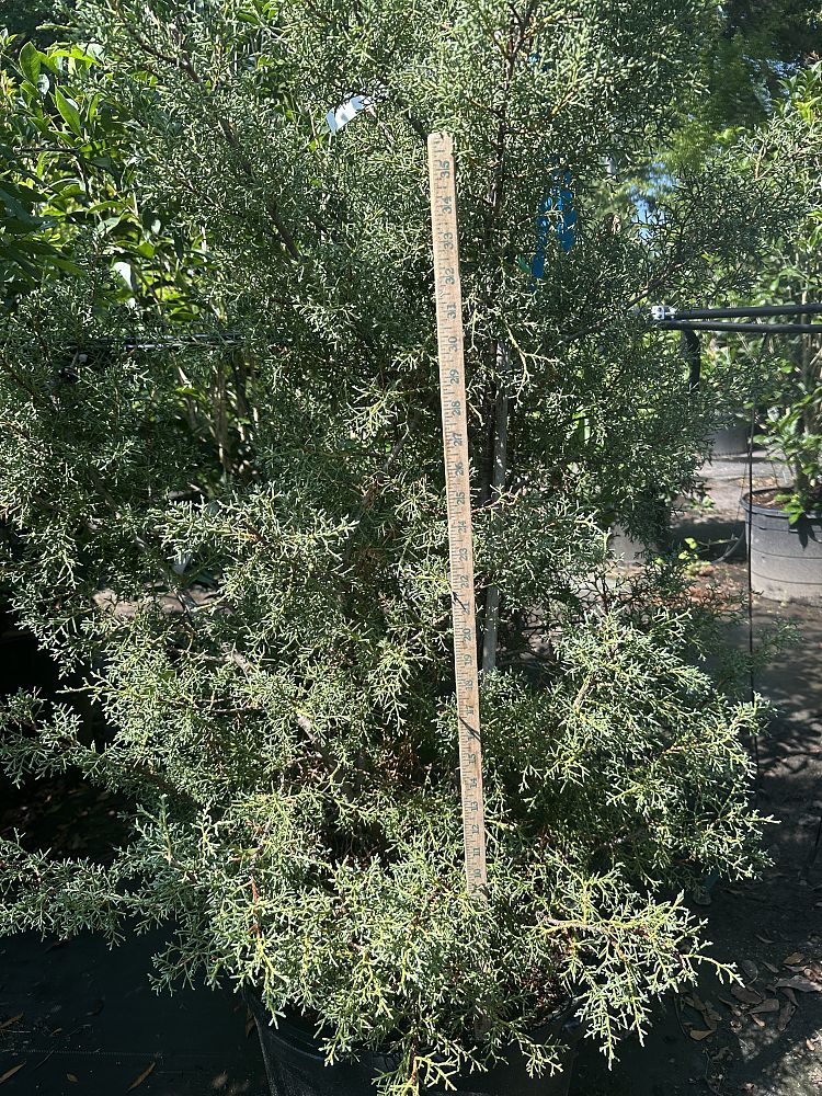 cupressus-arizonica-glabra-carolina-sapphire-arizona-blue-cypress-smooth-bark-arizona-cypress-callitropsis-glabra