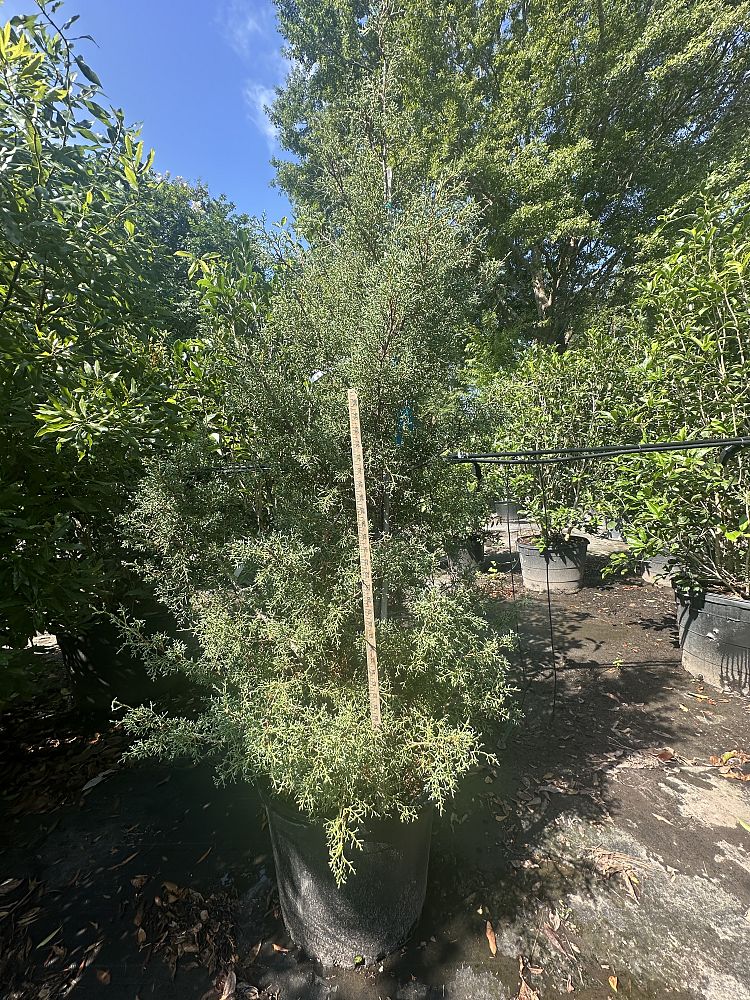 cupressus-arizonica-glabra-carolina-sapphire-arizona-blue-cypress-smooth-bark-arizona-cypress-callitropsis-glabra