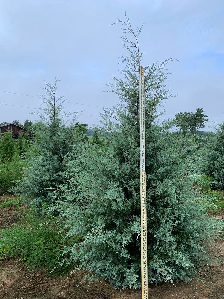 cupressus-arizonica-glabra-carolina-sapphire-arizona-blue-cypress-smooth-bark-arizona-cypress-callitropsis-glabra