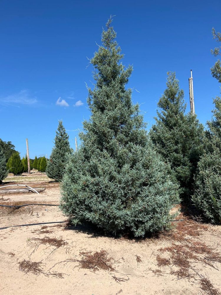 cupressus-arizonica-glabra-carolina-sapphire-arizona-blue-cypress-smooth-bark-arizona-cypress-callitropsis-glabra