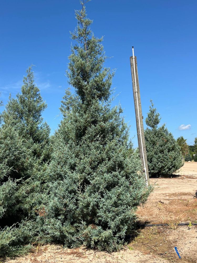 cupressus-arizonica-glabra-carolina-sapphire-arizona-blue-cypress-smooth-bark-arizona-cypress-callitropsis-glabra